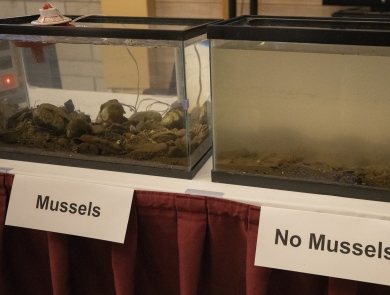 A picture demonstrating the incredible filtration capacity of freshwater mussels by using two tanks. After only 30 minutes, the aquarium with freshwater mussels contains crystal clear water while the one without mussels is still very cloudy and turbid.