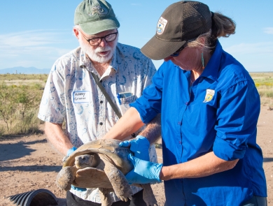 One person hands a large tortoise to another person, with desert grasslands in the background.