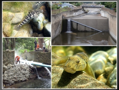 A collage of fresh water habitats in Hawaii. The top left is a fresh water goby. The top right is a concrete stream. The bottom left shows workers along a stream. The bottom right is a fresh water goby.