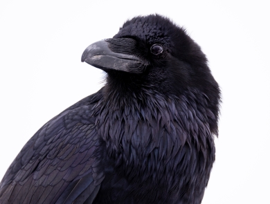 Common raven
