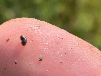 A close up image of a very small dark brown springsnail on the tip of someone's finger.
