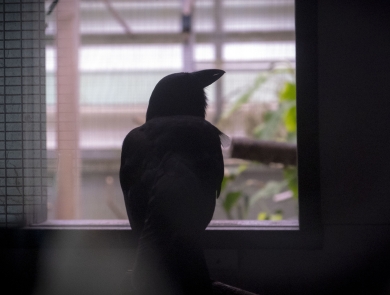 An ʻalalā sits in captive care. It peers out of a window. 