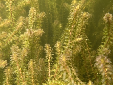 Dense mat of invasive Elodea viewed underwater in Big Lake, Alaska.