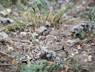 Brown and black spotted lizard in grassy area.