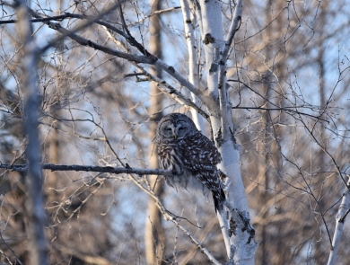 Barred Owl resting with its eyes closed in a tree, perched right next to the white papery trunk. No leaves on any of the trees within the background with the light blue winter sky seen through tree trunks and branches.
