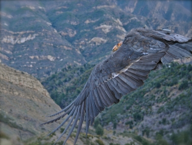 A California condor flies from right to left, taking up almost the entire half of the screen, with grassy, chaparral, and stratified canyons in the background