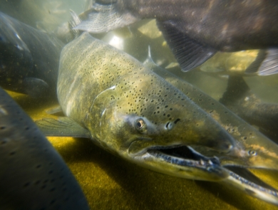 Tule Fall Chinook salmon