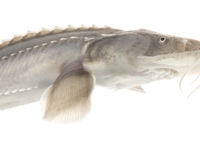 A close-up of a young pallid sturgeon