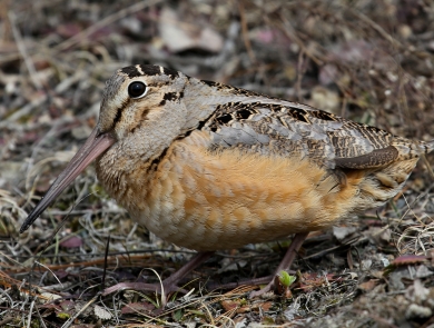 An American woodcock, stares straight into the camera lens. The bird blends into the background of brown and green. It has a small black eyes and long beak.