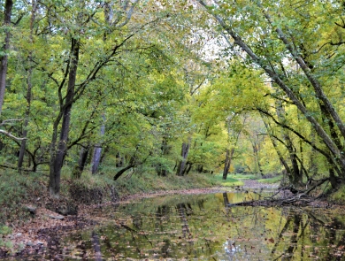 Otter creek with tree-lined banks in summer at Big Oaks NWR