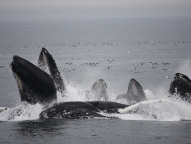 Whales breaching the surface with sea birds in the background