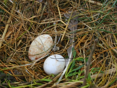 Two bird eggs nested green and brown grass with feathers next to them