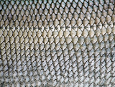 sheefish scales