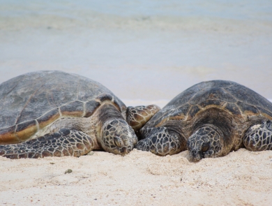 Green sea turtles on the beach