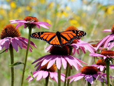 Monarch butterfly on purple coneflower
