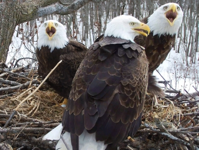 Three adult bald eagles in a nest