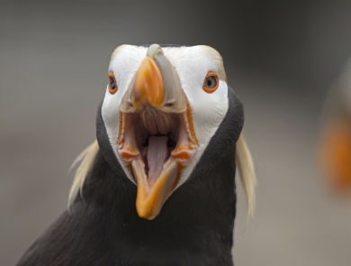 A black seabird with a white face, yellow feather tufts, an orange bill and eye rings calls toward the camera, exposing its pink mouth