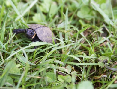 A small turtle walks through the grass