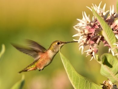 A hummingbird sips nectar from a flowering plant at Seedskadee National Wildlife Refuge in Wyoming.