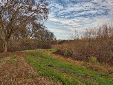 A levee winds between large oak trees and blackberry brambles. It's winter and mud on the levee is interrupted by green patches of grass. The trees and bushes are bare. 