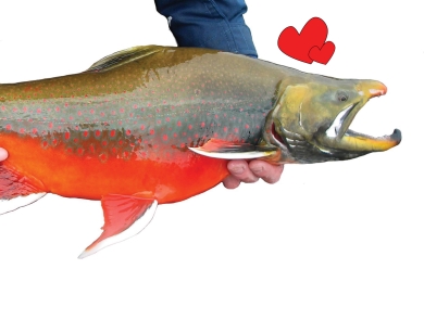 person's hands holding a bright red fish with hearts
