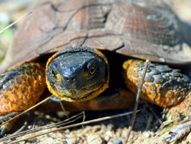 a portrait of a turtle with yellow highlights around the legs and neck