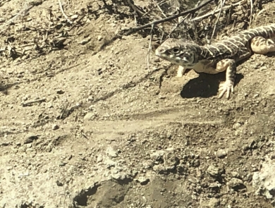 Two lizards at a burrow.