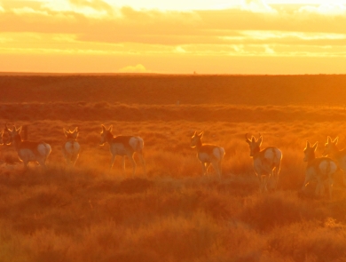 A couple dozen pronghorns running over dry sagebrush land as the setting sun casts an orange glow over the whole scene