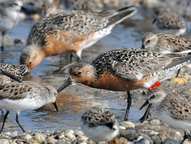 Rufa red knot feeding along with other shorebirds