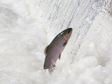 Adult steelhead jumping out of the water
