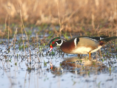 Male wood duck feeding in shallow puddle surrounded by vegetation.