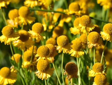 A cluster of bright yellow flowers called sneezeweed grows at Seedskadee National Wildlife Refuge in Wyoming.