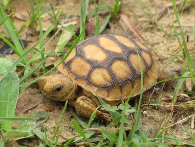 A juvenile tortoise crawls through short plants and grasses growing in sandy soil.