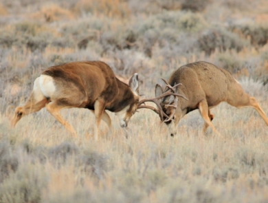Two large brown antlered deer charge one another and butt heads near near Seedskadee National Wildlife Refuge in Wyoming.