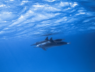 A pair of dolphins (marine mammals with tails and flippers) cruise through blue waters.