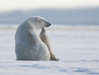 A polar bear sow and cub at Arctic National Wildlife Refuge, where melting sea ice threatens their existence.