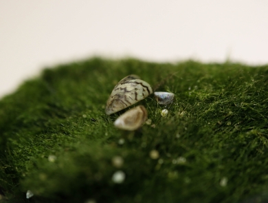 A small stripped mussel shell sits on a mossly green ball. 