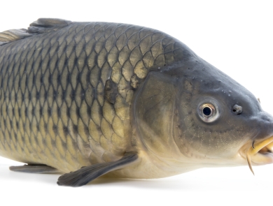 A large round fish with grey and yellowish scales. The fish is photographed against a white backdrop.