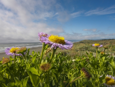 a purple and yellow flower on a dune with the ocean in the background.