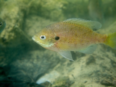 A photo of a small olive green fish swimming underwater over rocks. 