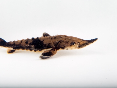 A small lake sturgeon swims against a white background. It has black and tan mottled scales and rows of small spikes along its body.