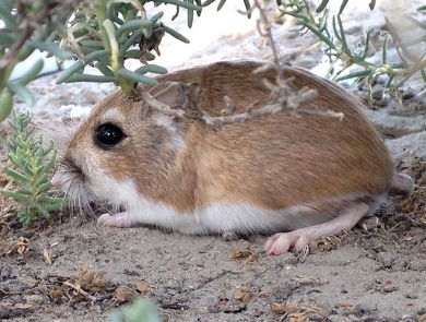 A small rodent with brown fur and a large, dark eye rests on all fours beneath a small bush on sandy soil. 