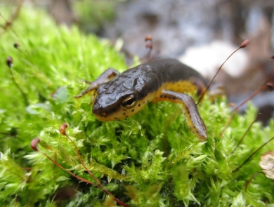 alt=A brown salamander with a yellow spotted belly crawls on green moss.