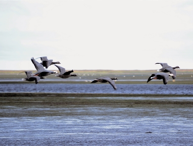 7 grey birds fly over a wetland