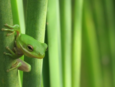A green tree frog clings to bright green stalks at Aransas National Wildlife Refuge in Texas.