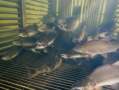 More than one dozen salmon and whitefish hold in a weir in Alaska