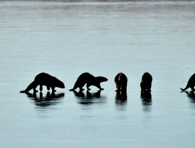Six river otters walk out on the frozen surface of a river in winter at Seedskadee National Wildlife Refuge in Wyoming.