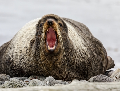 A seal opens its mouth wide while it rests on land at St. Paul Island, within Alaska Maritime National Wildlife Refuge in Alaska.