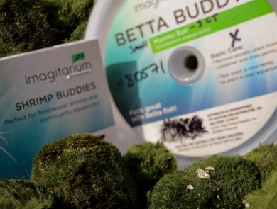 Zebra mussels on moss balls in front of Betta Buddies and Shrimp Buddies packaging