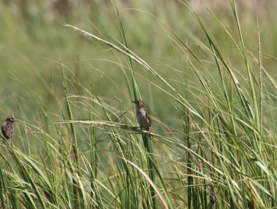 Saltmarsh sparrow (Ammospiza caudacuta) in the salt marsh grasses of Little Beach Island